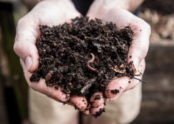 Explained: How scientists discovered proof of the world’s 6th ocean by examining a diamond