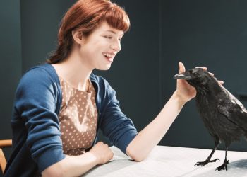 Befriending crows, and Twitter under Musk